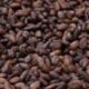 Cocoa seed